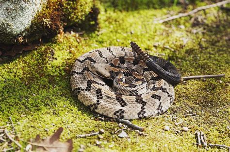 Download Timber Rattler Snake On Grassy Ground Wallpaper | Wallpapers.com