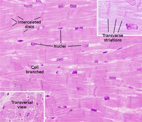 Cardiac Muscle Histology Em