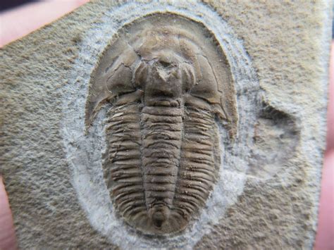 Trilobites Fósiles