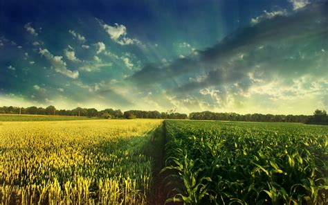 Free photo: Corn field - Corn, Crops, Field - Free Download - Jooinn