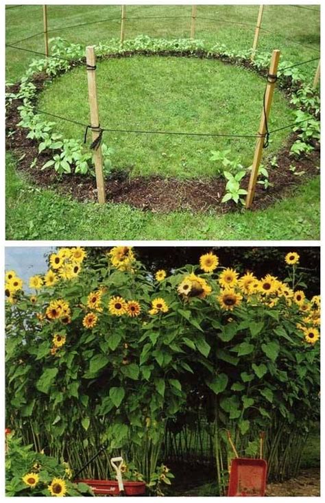 Plant a ring of sunflowers to make a sunflower house. It's a great fun for kids! | Amazing ...