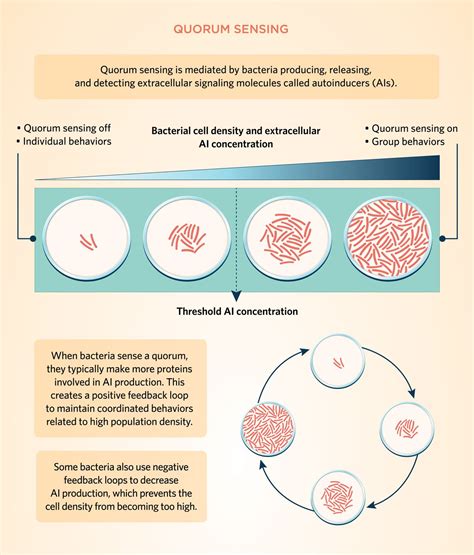 Brush Up: Quorum Sensing in Bacteria and Beyond | The Scientist Magazine®