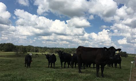 Cattle Nutrition: When Feed Prices are High… Cattle Still Have to Eat | UT Beef & Forage Center