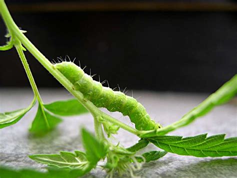 Get Rid of Caterpillars, Inchworms & Cabbage Loopers | Grow Weed Easy