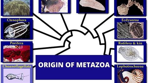 Origin of Metazoa | MSc Zoology | SEM IV | Dr.Rani.S.Dharan - YouTube