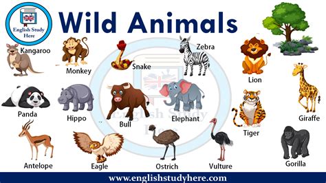 Wild Animals Names - English Study Here