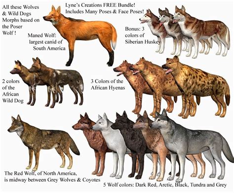 types of wolves - Google Search | Wild dogs, Animals wild, Animal facts