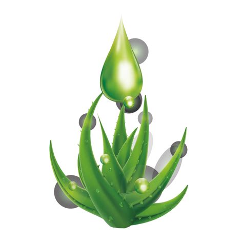 Water Drop Leaf Dew Download HD Transparent HQ PNG Download | FreePNGImg