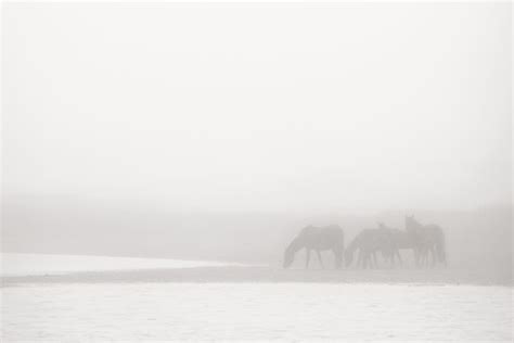 Discovering the Horses of Sable Island