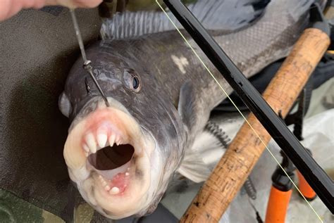 Those teeth though. (Blackfish(tautog)) : Fishing