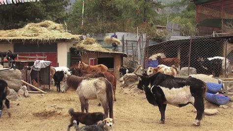 Barnyard Bhutan Animal Rescue and Sanctuary challenged with space ...