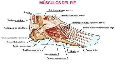 Músculos del Pie: Anatomía Completa, Funciones y Lesiones Comunes