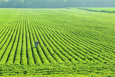 A Farmer Walking Through A Large Green Soybean Field In Central Iowa In ...