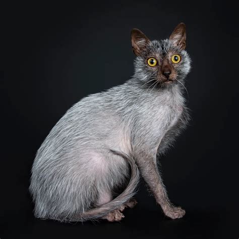 Lykoi Cat Breed Information & Characteristics