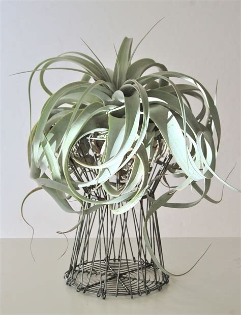 Sculptural Air Plants — Flourish | Air plants, Air plant garden, Air plant display