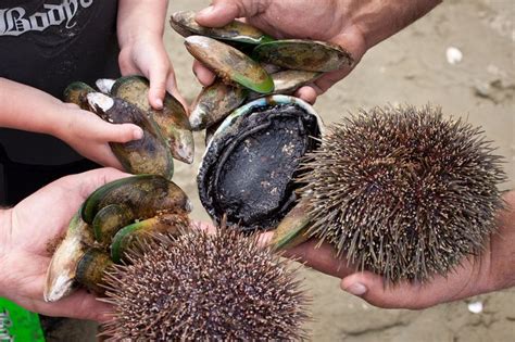 Kina, paua, mussels, it's all here in abundance. The world's best ...