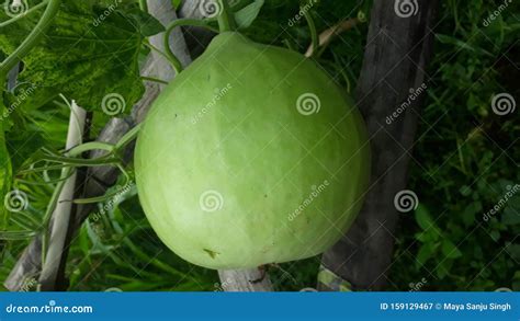 Round Bottle Gourd or Lauki Vegetable Stock Image - Image of garden ...