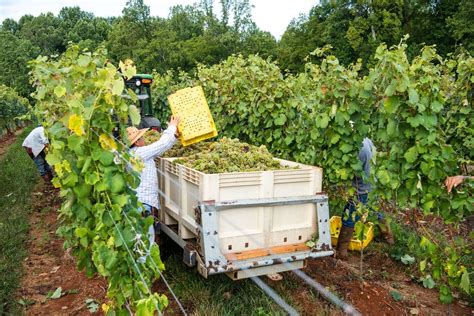 How Passito Wine is Made - Wine and Country Life