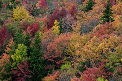 Asheville 2020 Fall Color Report & Forecast | Scenic Views | Asheville ...