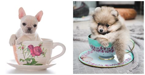 Do Teacup Dogs Have More Health Problems