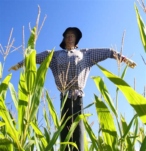 Scarecrow. In a corn field , #spon, #Scarecrow, #corn, #field #ad | Scarecrow, Stock images ...