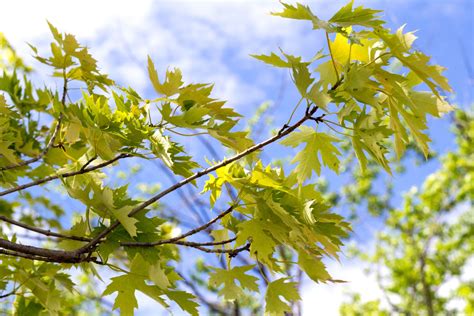 Silver Maple - Acer Saccharinum | Deciduous Trees | Cold Stream Farm