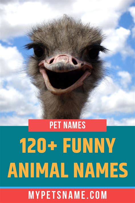 Funny Animal Names | Funny animal names, Laughing animals, Pet names