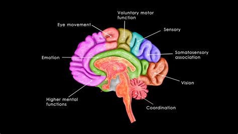 How does addiction affect the brain?