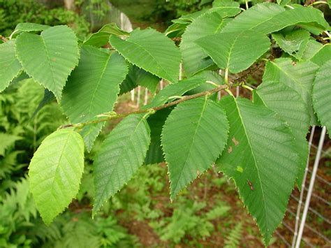 betula-alleghaniensis-leaf - Great Plains Nursery