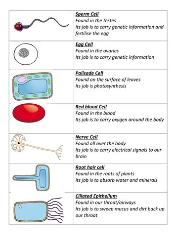 Specialised Cells | Teaching Resources