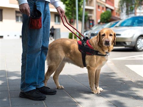 How Service Animals Help Humans Live Fuller Lives | Britannica.com