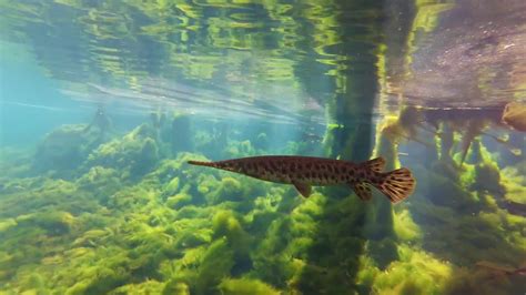 Manatee Springs State Park, FL - YouTube