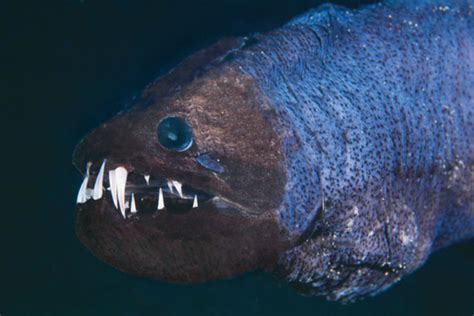 The Obese Dragonfish relies on its large, powerful jaws and fanglike teeth, some of which grow ...