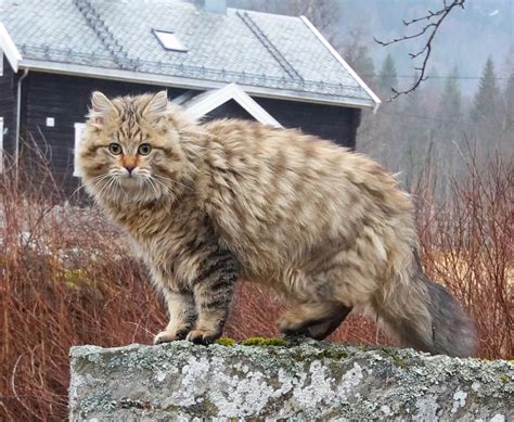 Norwegian Forest Cat