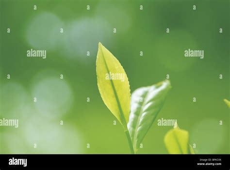 Tea leaves close up Stock Photo - Alamy