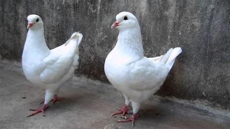 KING PIGEON PAIR (WHITE).mp4 - YouTube