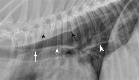 The Canine and Feline Esophagus | Veterian Key