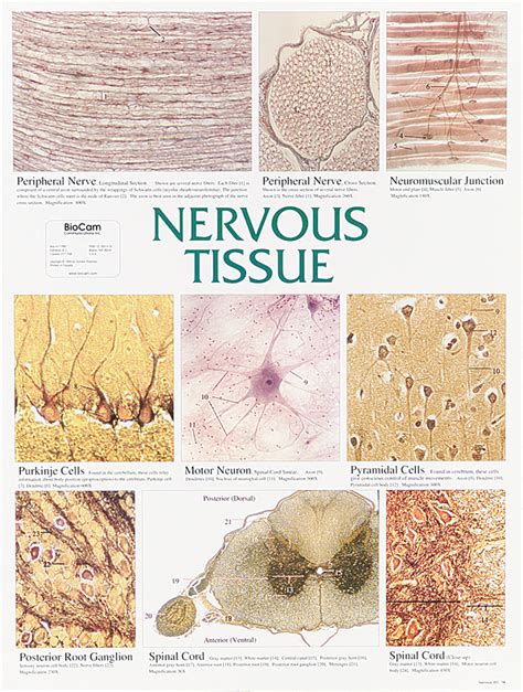 Nervous Tissue Chart | Flinn Scientific