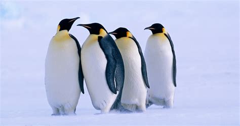 Emperor penguins are now a threatened species due to climate change, U ...