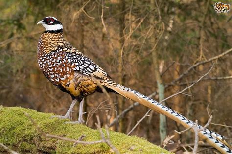 Breeds of Pheasant | Pets4Homes