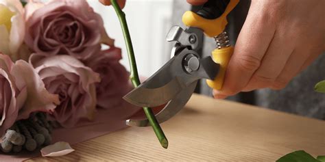 How to Cut Your Flower Stems Correctly - Salisbury Greenhouse - Blog