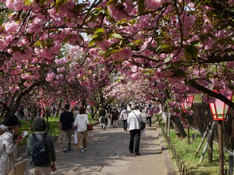 Cherry Blossoms in Osaka: Everything You Need to Know for Your Trip