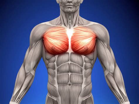 7 Best Upper Chest Workouts & Exercises - Old School Labs