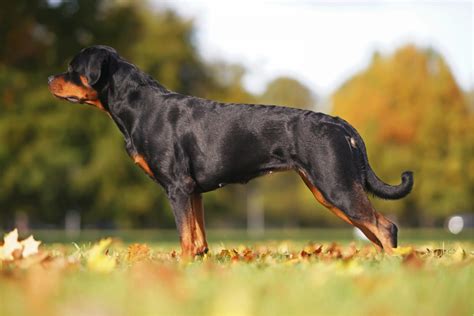 Everything You Wanted To Know About Female Rottweilers