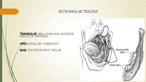 Anatomy of oral cavity and oropharynx