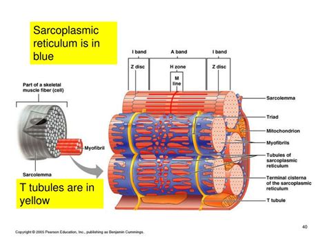 PPT - MUSCLES PowerPoint Presentation, free download - ID:526660