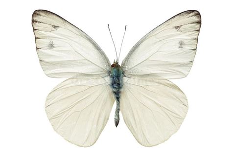 White butterfly. Isolated on white background , #affiliate, #butterfly ...