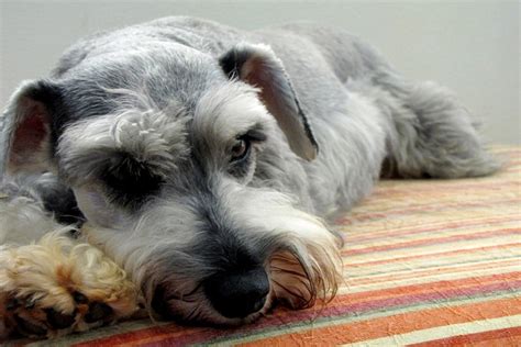 Is a Miniature Schnauzer Right for Me? Temperament and Care | ASPCA Pet ...