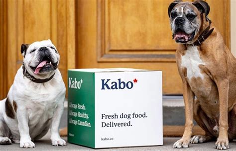 Kabo Dog Food Review: Help Your Dog in All Stages Of Life! - Cherry Picks