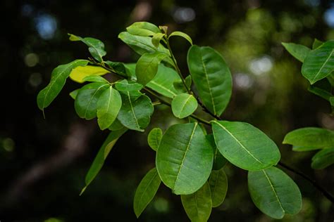 Small holly tree lost for 186 years found in patch of forest in Brazil